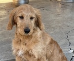 Small Goldendoodle