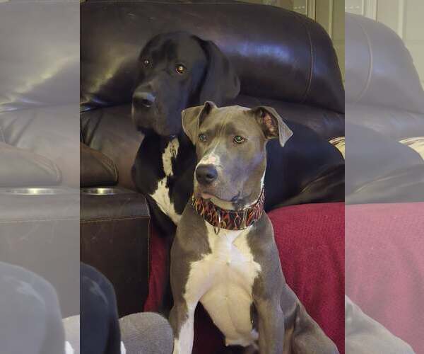 Medium Photo #10 Great Dane-Unknown Mix Puppy For Sale in Huntersville, NC, USA