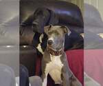 Small #9 Great Dane Mix