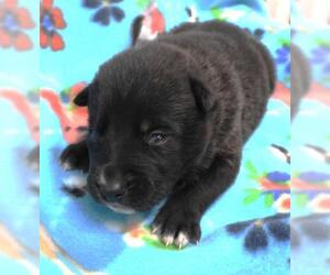 Border Collie-Unknown Mix Dogs for adoption in Thief River Falls, MN, USA