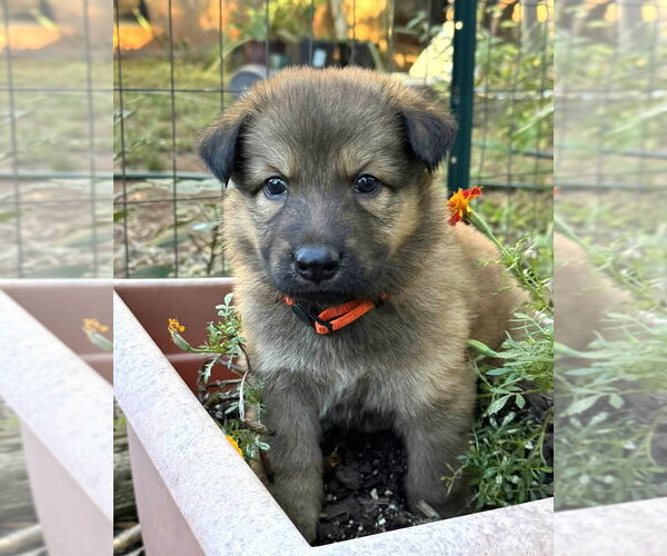 Medium Photo #1 Mutt Puppy For Sale in Imlay City, MI, USA