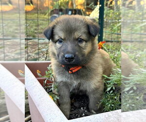 Mutt Dogs for adoption in Imlay City, MI, USA