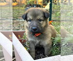 Pumpkins Litter Persimmon - Located in SC - Female Mutt Dog for Adoption - Small photo