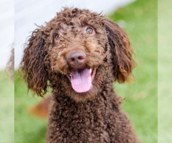 Medium Photo #1 Mutt Puppy For Sale in Canton, CT, USA