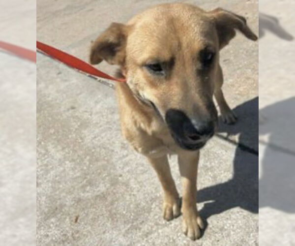 Medium Photo #2 Shepradors Puppy For Sale in Houston, TX, USA