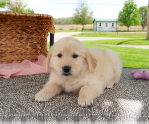 Golden Retriever Puppy for sale in SYRACUSE, IN, USA