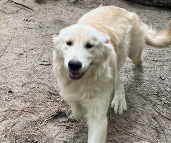 Medium Photo #1 Golden Retriever Puppy For Sale in WILLIAMSBURG, VA, USA