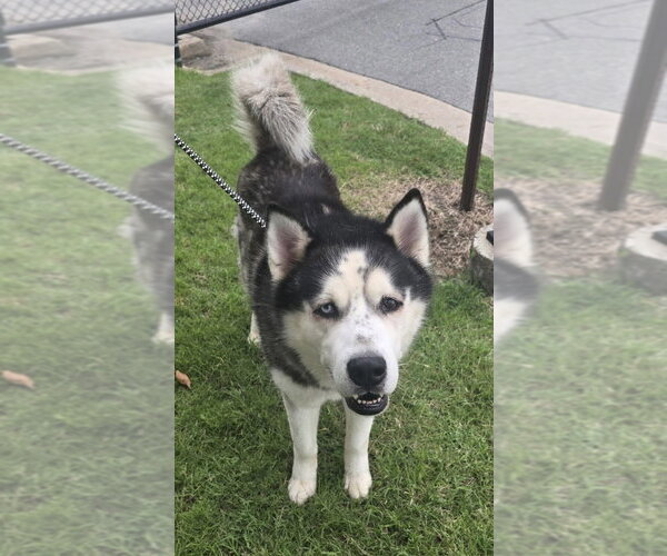 Medium Photo #3 Alaskan Malamute Puppy For Sale in Glen Allen, VA, USA