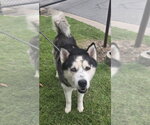 Small #2 Alaskan Malamute