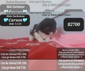 Havanese-Zuchon Mix Puppy for sale in TUCSON, AZ, USA