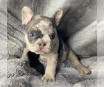 Puppy 2 French Bulldog