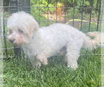 Small #1 Maltese
