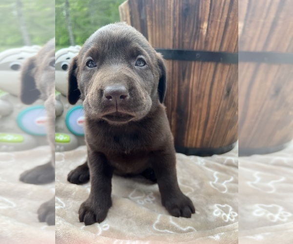 Medium Photo #3 Labrador Retriever Puppy For Sale in NEOLA, WV, USA