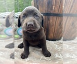 Small #2 Labrador Retriever