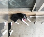 Small Photo #6 Border Collie Puppy For Sale in MESA, AZ, USA