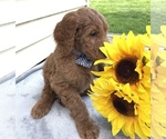 Small Photo #6 Goldendoodle Puppy For Sale in DELAWARE, OH, USA