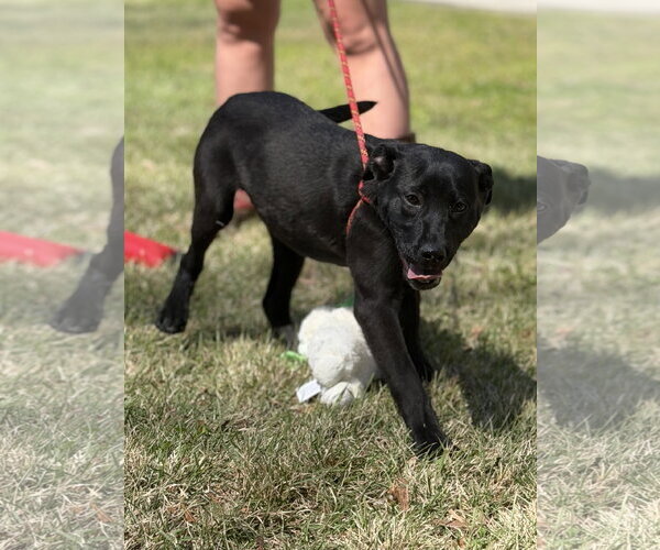 Medium Photo #2 Labrador Retriever-Unknown Mix Puppy For Sale in Yardley, PA, USA