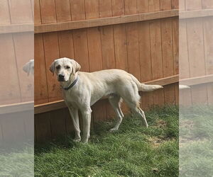 Labrador Retriever Dogs for adoption in Minneapolis, MN, USA