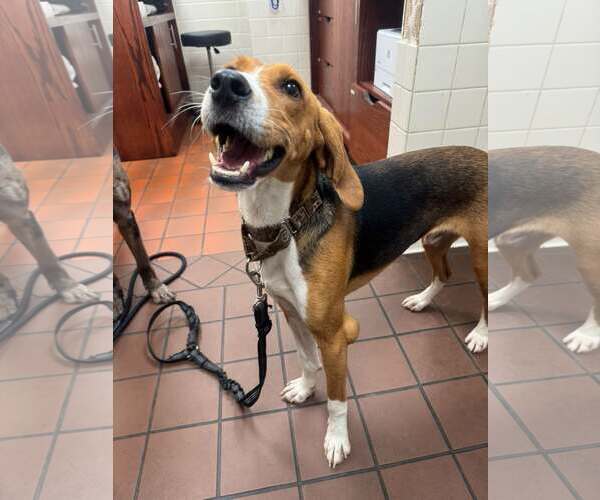 Medium Photo #1 Beagle-Unknown Mix Puppy For Sale in New Oxford , PA, USA