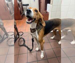 Beagle-Unknown Mix Dogs for adoption in New Oxford , PA, USA
