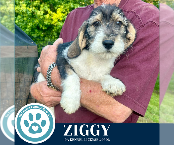 Medium Photo #4 Basset Hound-Unknown Mix Puppy For Sale in Kimberton, PA, USA