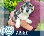 Small #3 Basset Hound Mix