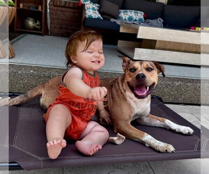 American Pit Bull Terrier-Unknown Mix Dogs for adoption in Germantown, OH, USA