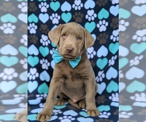 Labrador Retriever Puppy for sale in GLEN ROCK, PA, USA