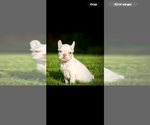 Small #1 French Bulldog