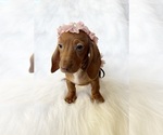 Small #7 Dachshund