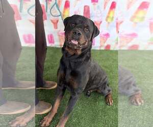 Rottweiler Dogs for adoption in Hillsboro, NH, USA