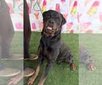 Small Rottweiler
