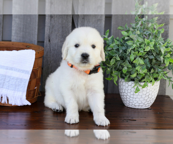 Medium Photo #12 English Cream Golden Retriever Puppy For Sale in NAPPANEE, IN, USA