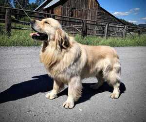 English Cream Golden Retriever Puppy for sale in BELLINGHAM, WA, USA