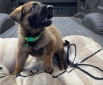 Puppy 1 German Shepherd Dog