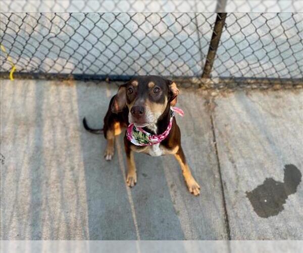 Medium Photo #2 Doberman Pinscher-Unknown Mix Puppy For Sale in Tulsa, OK, USA