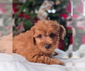 Morkie Puppy for sale in ELMHURST, IL, USA
