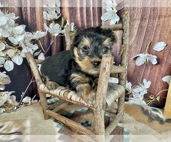 Medium Photo #20 Yorkshire Terrier Puppy For Sale in CASSVILLE, MO, USA