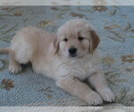 Small Photo #3 English Cream Golden Retriever Puppy For Sale in MECHANICSVILLE, MD, USA