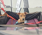 Small #3 Labrador Retriever Mix