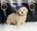 Small Photo #74 Maltipoo Puppy For Sale in WARSAW, IN, USA