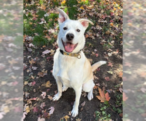 Byron - Male Labsky Dog for Adoption - Photo #2