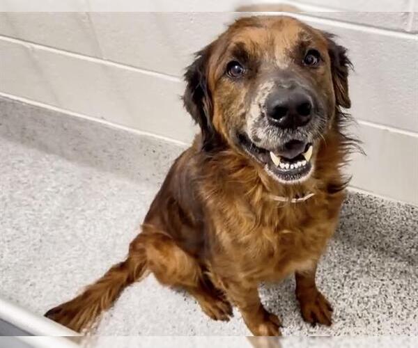 Medium Photo #3 Golden Shepherd Puppy For Sale in Houston, TX, USA