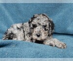 Small Photo #2 Miniature Labradoodle Puppy For Sale in FREDERICKSBURG, OH, USA