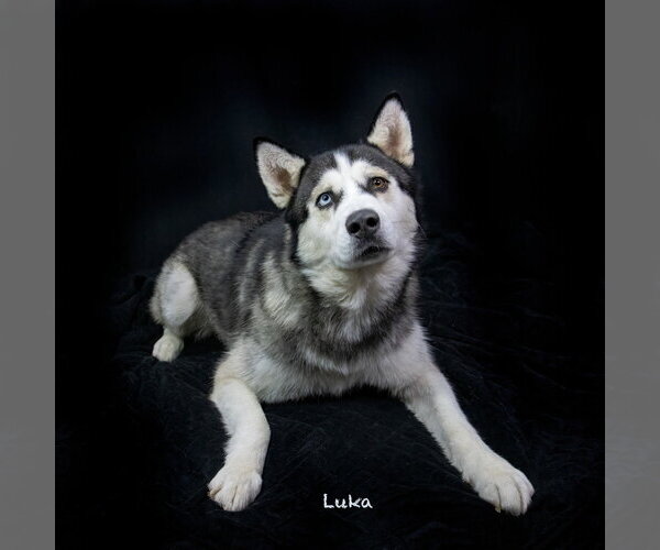 Medium Photo #6 Siberian Husky Puppy For Sale in Hot Springs Village, AR, USA