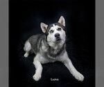 Small #5 Siberian Husky