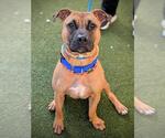 Small #1 American Staffordshire Terrier