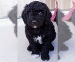 Small Photo #4 Goldendoodle (Miniature) Puppy For Sale in SUNNYVALE, CA, USA