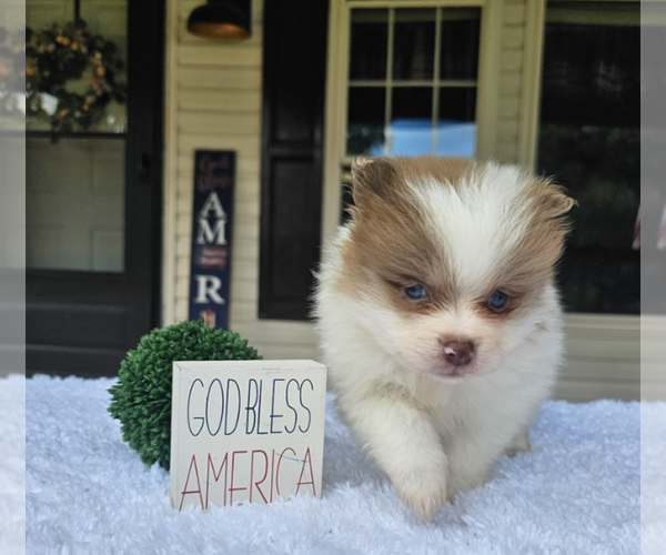 Medium Photo #18 Pomeranian Puppy For Sale in PALM BEACH, FL, USA