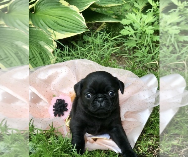 Medium Photo #4 Pug Puppy For Sale in CANTON, CT, USA